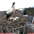 10_20-nest.jpg