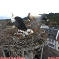 10_25-nest.jpg