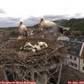 10_30-nest.jpg