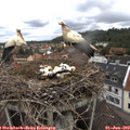 10_35-nest.jpg