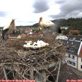 10_40-nest.jpg