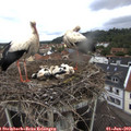 10_45-nest.jpg