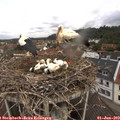 10_50-nest.jpg
