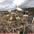 10_55-nest.jpg