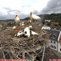 11_00-nest.jpg