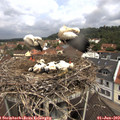 11_05-nest.jpg