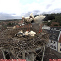 11_10-nest.jpg