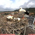 11_15-nest.jpg