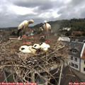 11_20-nest.jpg