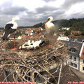 11_25-nest.jpg