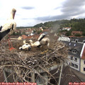 11_30-nest.jpg
