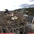 11_35-nest.jpg