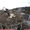 11_40-nest.jpg
