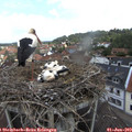 11_45-nest.jpg