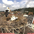 11_50-nest.jpg