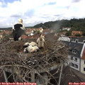 11_55-nest.jpg