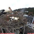 12_00-nest.jpg