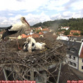 12_05-nest.jpg