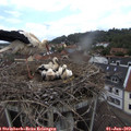 12_10-nest.jpg