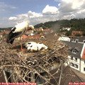12_15-nest.jpg