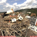 12_20-nest.jpg