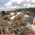 12_30-nest.jpg
