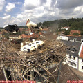 12_35-nest.jpg
