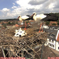 12_40-nest.jpg
