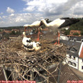 12_45-nest.jpg
