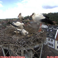 12_50-nest.jpg