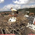 12_55-nest.jpg