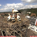 13_00-nest.jpg