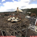 13_05-nest.jpg