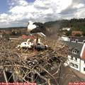 13_10-nest.jpg