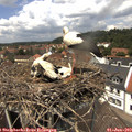 13_15-nest.jpg