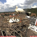 13_20-nest.jpg
