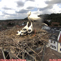 13_25-nest.jpg