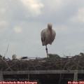 13_30-mast.jpg