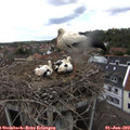 13_30-nest.jpg