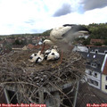 13_35-nest.jpg