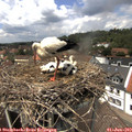 13_40-nest.jpg