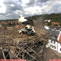 13_50-nest.jpg