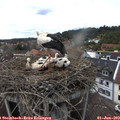 13_55-nest.jpg