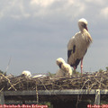 14_00-mast.jpg