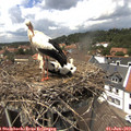 14_00-nest.jpg