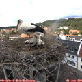 14_05-nest.jpg