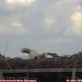 14_10-mast.jpg