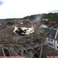 14_10-nest.jpg