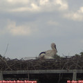 14_15-mast.jpg