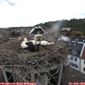 14_15-nest.jpg